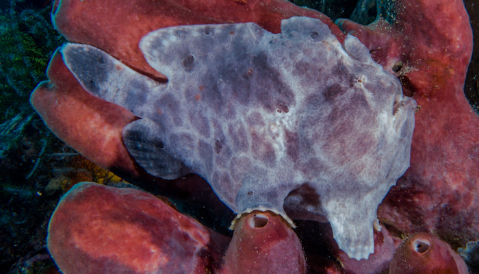 Giant Frogfish - Purple  Phase